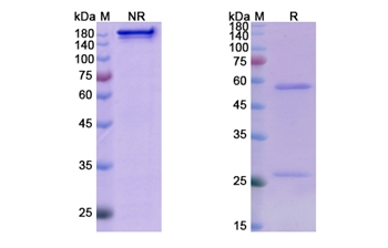 Tezepelumab (TSLP) - Research Grade Biosimilar