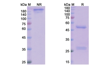 Tildrakizumab (IL23A) - Research Grade Biosimilar