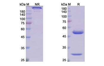 Tilvestamab (PCSK9) - Research Grade Biosimilar