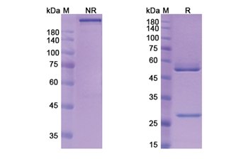 Tiragolumab (TIGIT/VSIG9/VSTM3) - Research Grade Biosimilar Antibody