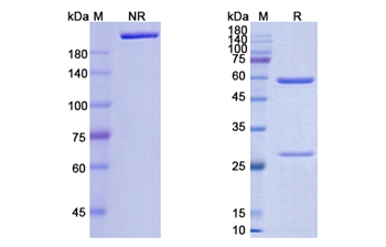 Tislelizumab (PDCD1/PD1/ CD279) - Research Grade Biosimilar Antibody