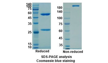 Tocilizumab ( IL-6R) - Research Grade Biosimilar Antibody