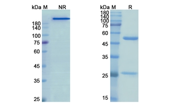 Tomuzotuximab (EGFR) - Research Grade Biosimilar