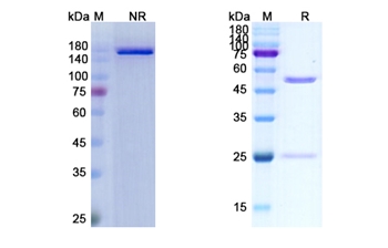 Toripalimab (PDCD1/PD1/CD279) - Research Grade Biosimilar Antibody