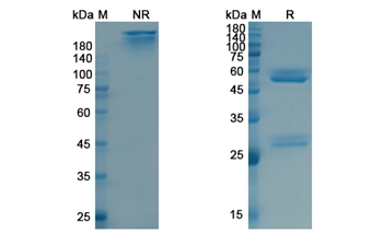 Tositumomab (MS4A1/CD20) - Research Grade Biosimilar