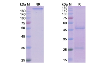 Tralokinumab (IL13) - Research Grade Biosimilar