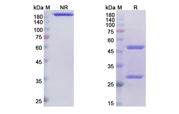 Tregalizumab (CD4) - Research Grade Biosimilar