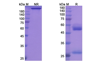 Tremelimumab (CTLA4/CD152) - Research Grade Biosimilar