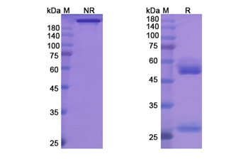 Tremelimumab (CTLA4/CD152) - Research Grade Biosimilar Antibody