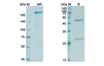 Trevogrumab (MSTN/GDF8) - Research Grade Biosimilar
