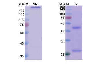 Tuvirumab (HBV) - Research Grade Biosimilar