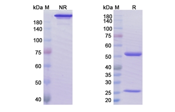 Ublituximab (MS4A1/CD20) - Research Grade Biosimilar