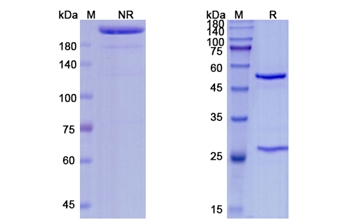 Urelumab (TNFRSF9/CD137 ) - Research Grade Biosimilar