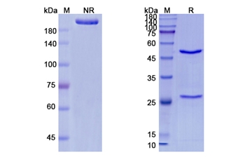 Urtoxazumab (Stx-2/SLT-II) - Research Grade Biosimilar