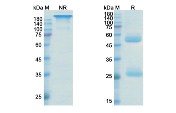Ustekinumab (IL12B) - Research Grade Biosimilar