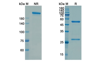 Utomilumab (TNFRSF9/CD137) - Research Grade Biosimilar