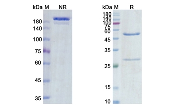 Vandortuzumab Vedotin (STEAP1) - Research Grade Biosimilar