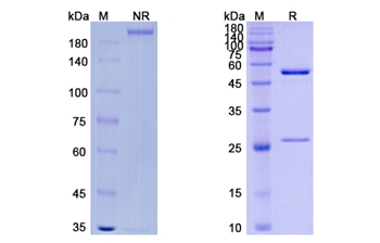 Vantictumab (FZD) - Research Grade Biosimilar
