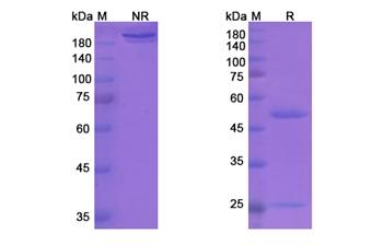 Vapaliximab (AOC3/VAP-1) - Research Grade Biosimilar