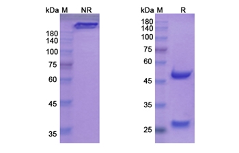 Vatelizumab (ITGA2) - Research Grade Biosimilar
