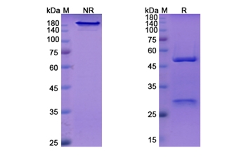Vedolizumab (ITGA4_ITGB7) - Research Grade Biosimilar
