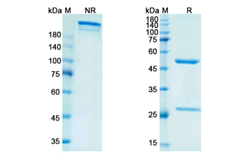Vofatamab (FGFR3) - Research Grade Biosimilar