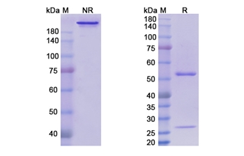 Volociximab (ITGA5/CD49e) - Research Grade Biosimilar