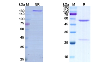 Vonlerolizumab (TNFRSF4/CD134) - Research Grade Biosimilar