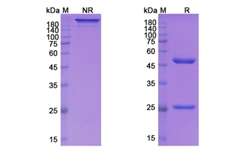 Vunakizumab (IL17A) - Research Grade Biosimilar Antibody