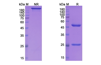 Vunakizumab (IL17A) - Research Grade Biosimilar