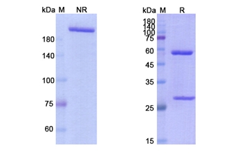 Zalifrelimab (CTLA4/CD152) - Research Grade Biosimilar