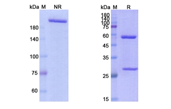 Zalifrelimab (CTLA4/CD152) - Research Grade Biosimilar Antibody