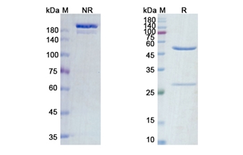 Zalutumumab (EGFR) - Research Grade Biosimilar