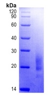 MPXV M1R Protein