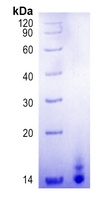 MPXV A35R Protein