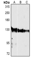 CD49e Rabbit Polyclonal Antibody