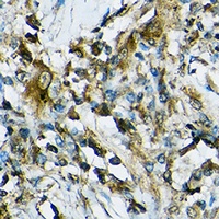 Anti-NLRP1 Antibody
