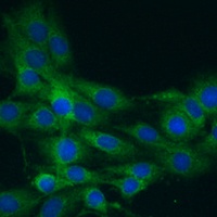 Anti-NLRP1 Antibody