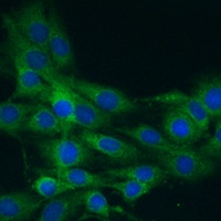 NLRP1 antibody