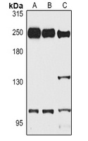 Myosin 9 Rabbit Polyclonal Antibody