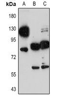 CD68 Antibody