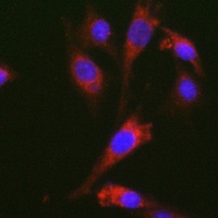 GDF15 antibody