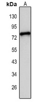 MCOLN2 Antibody