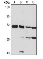 NCOA4 Antibody