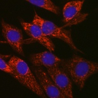 Anti-SIRT3 Antibody