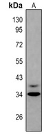 ZPBP Antibody