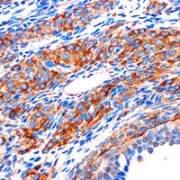 ZPBP Antibody