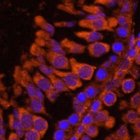 ZPBP Antibody
