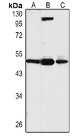 TEAD1 Antibody