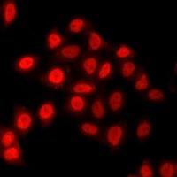 TEAD1 antibody